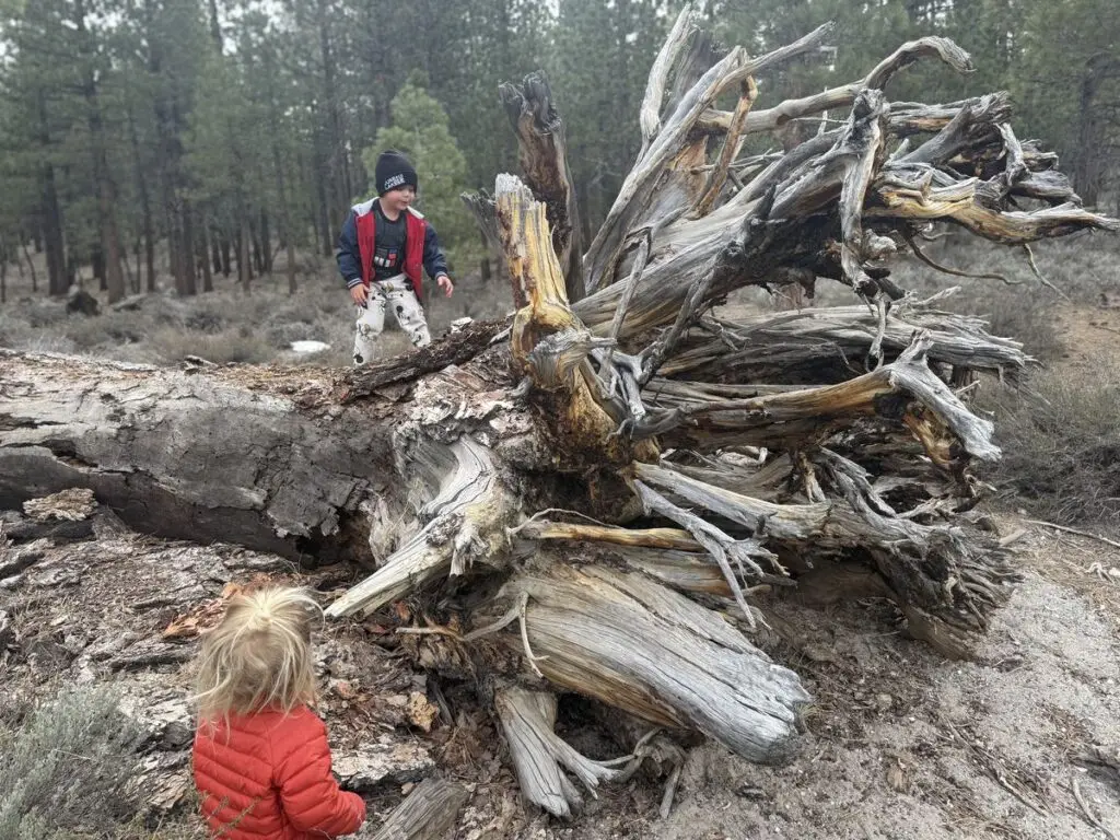 Two Little Loopers kids exploring a fallen tree in the June Lake forest